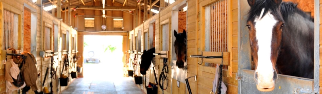 horses in the stables Mobile Depot, Atlanta, GA